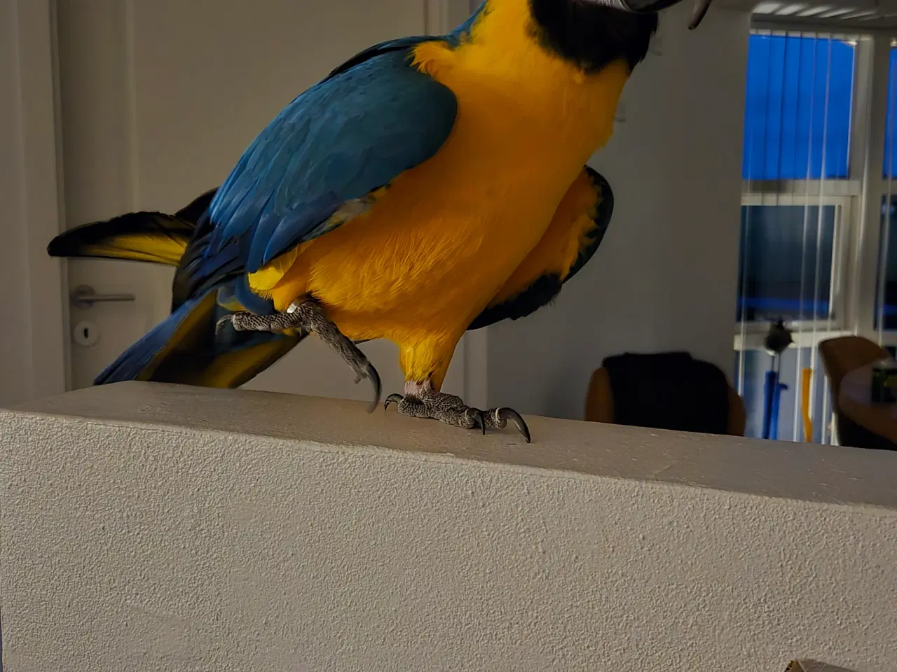 Billede 6 - Meget tam Ara