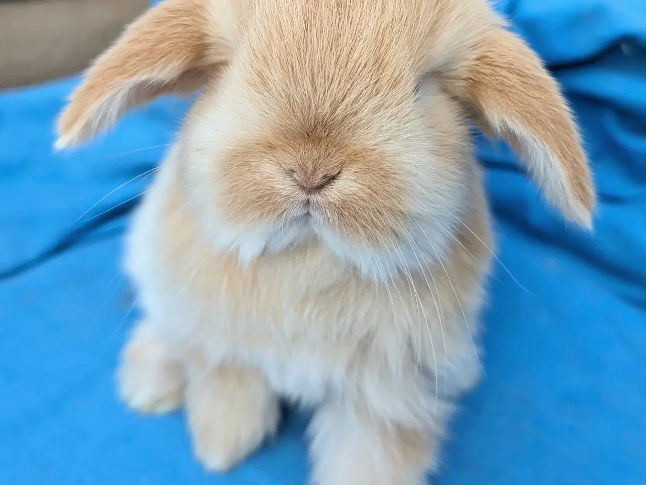 Billede 3 - Minilop kaninunge 