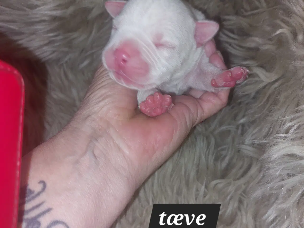 Billede 7 - American bully hvalpe 