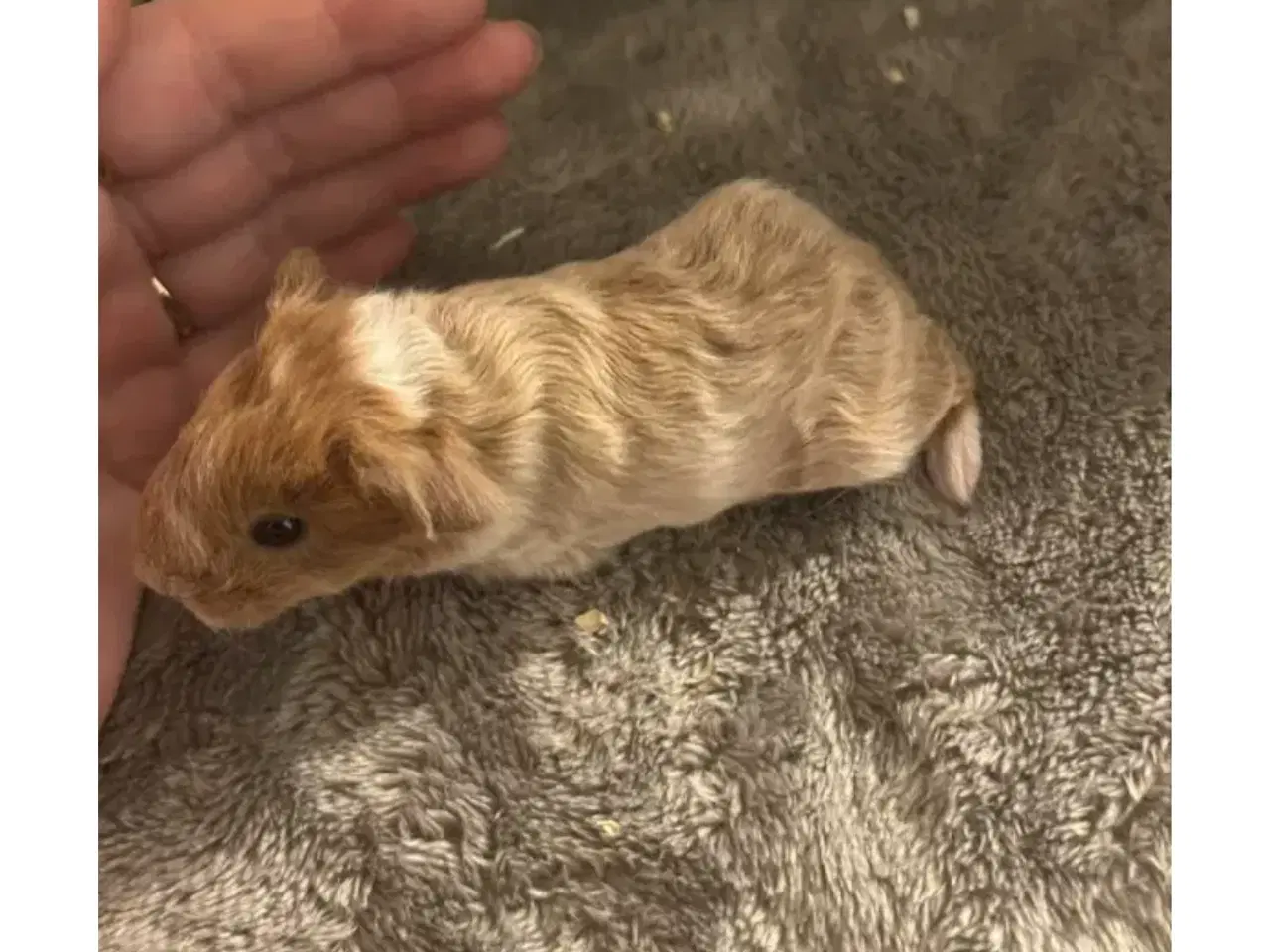 Billede 3 - Reserveret. Marsvin unge (han) søger nyt hjem✨🐹 