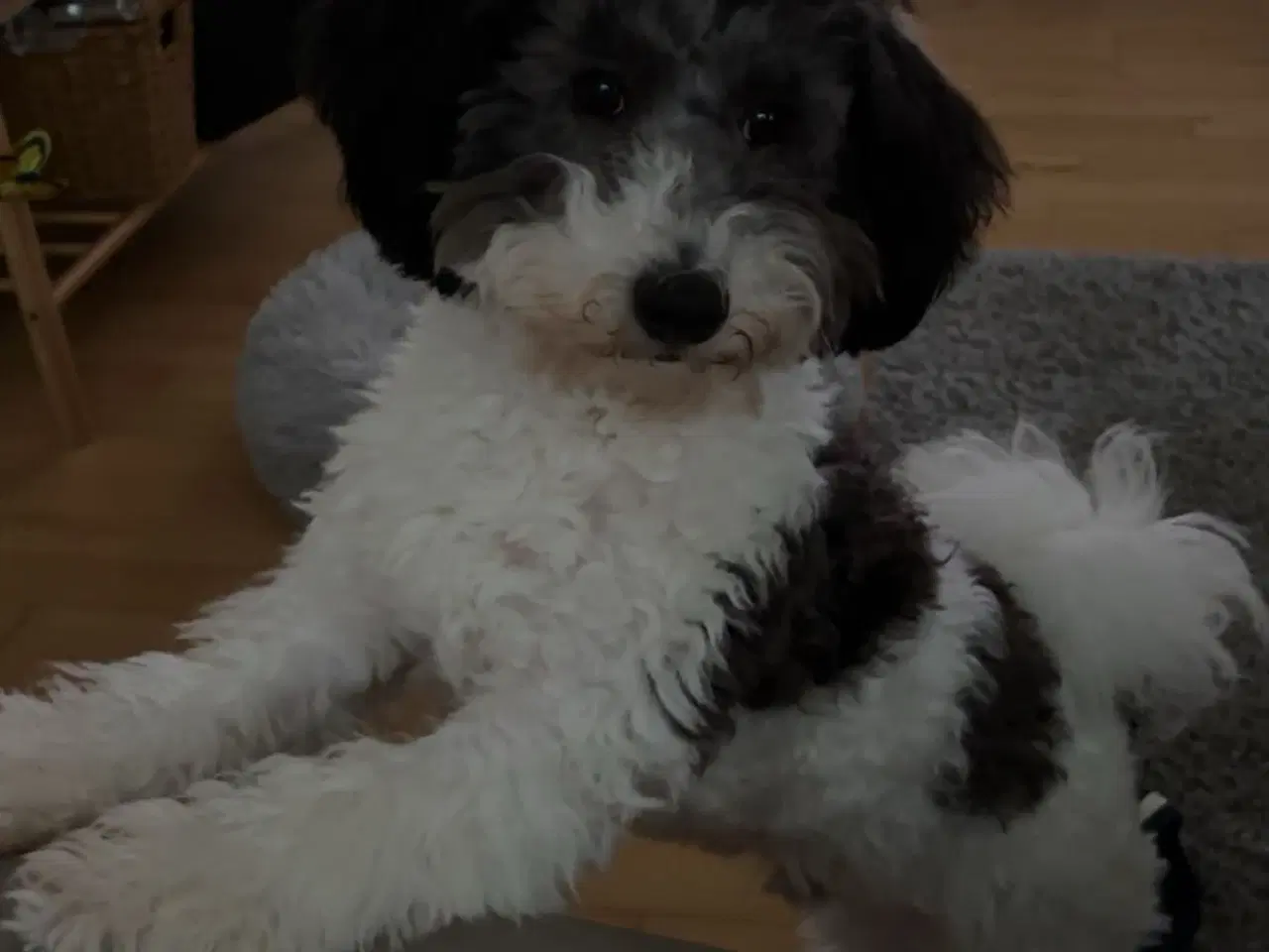 Billede 1 - Sødeste Cavapoo hvalp 