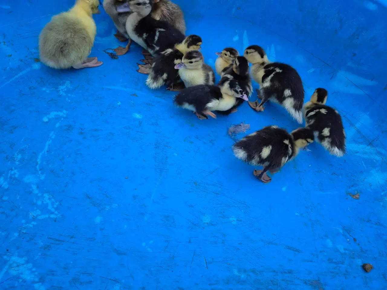 Billede 2 -  Moskus og Indiske Løbeænd