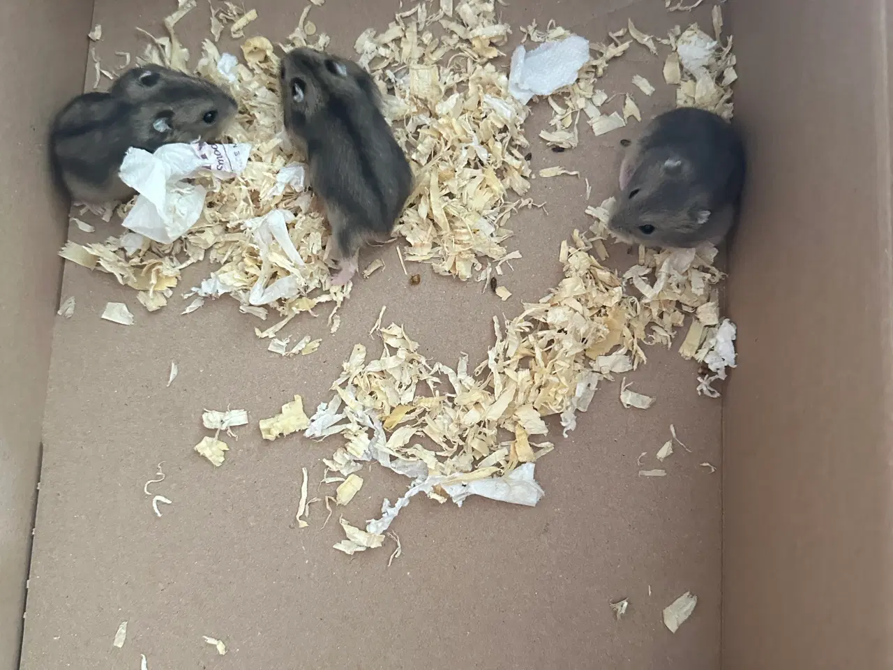 Billede 5 - Hamsterunger