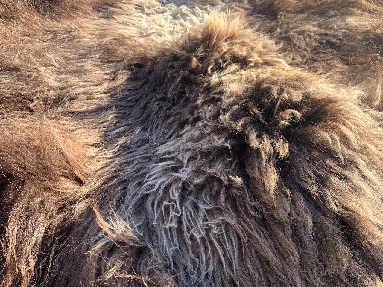 Billede 4 - Moskusokse skind stort