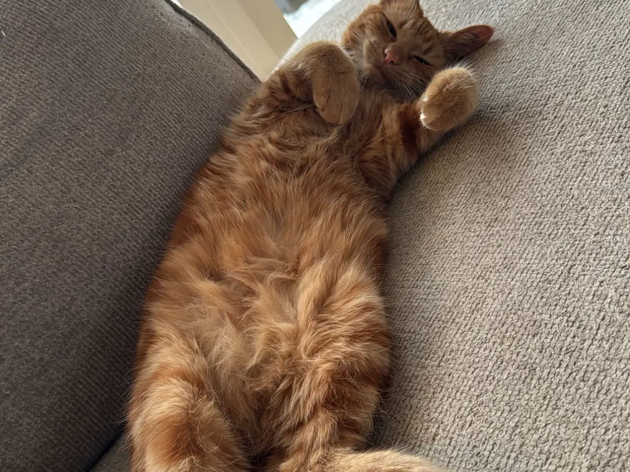 Billede 3 - Sød hunkat søger nyt hjem 