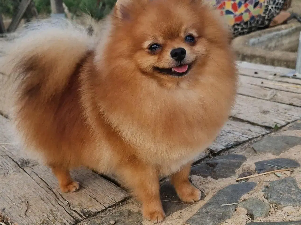 Billede 1 - Pomeranian han 