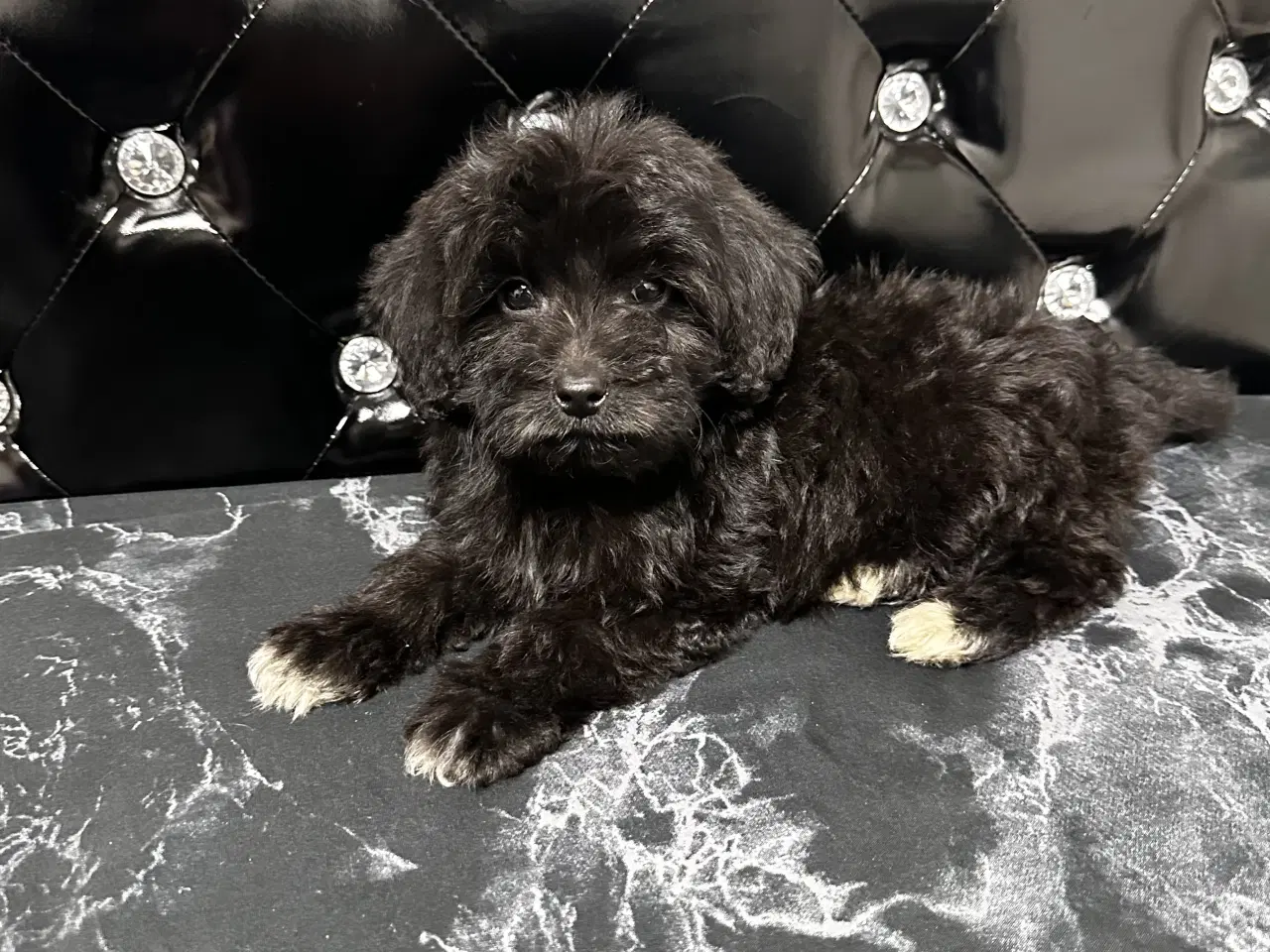 Billede 6 - Cavapoo F2B