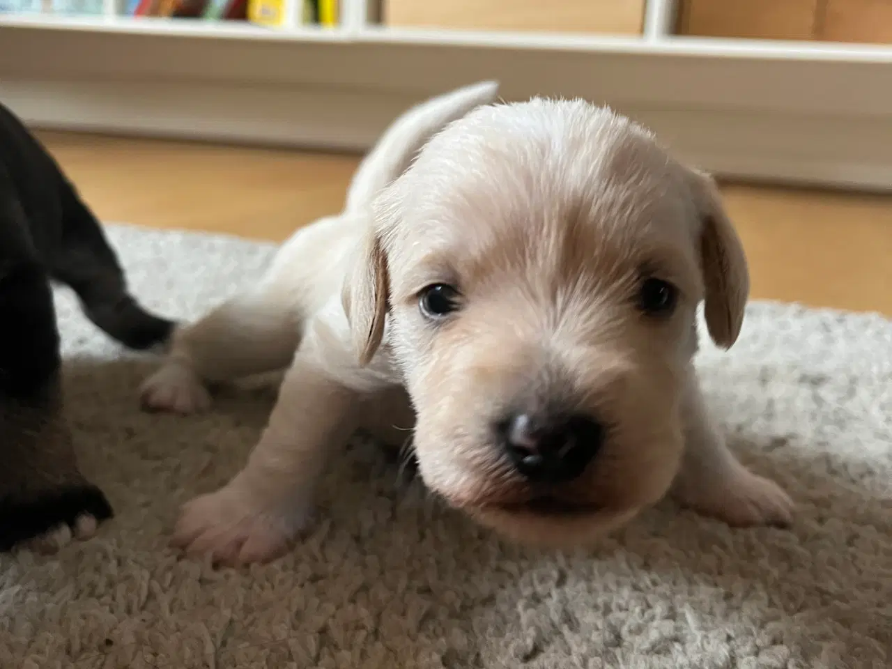 Billede 14 - 3 tævehvalpe sælges - Jack Russell / Bichon Havana