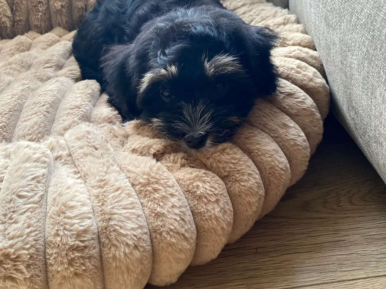 Billede 3 - Bishon havanaise tæve med DKK plus stamtavle 