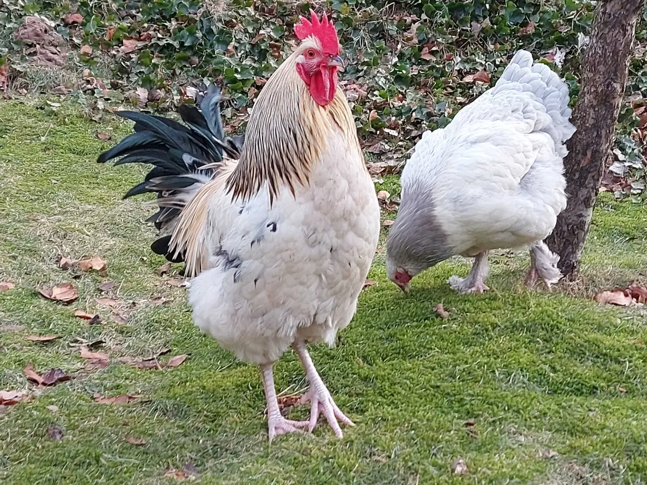 Billede 4 - To flotte haner 