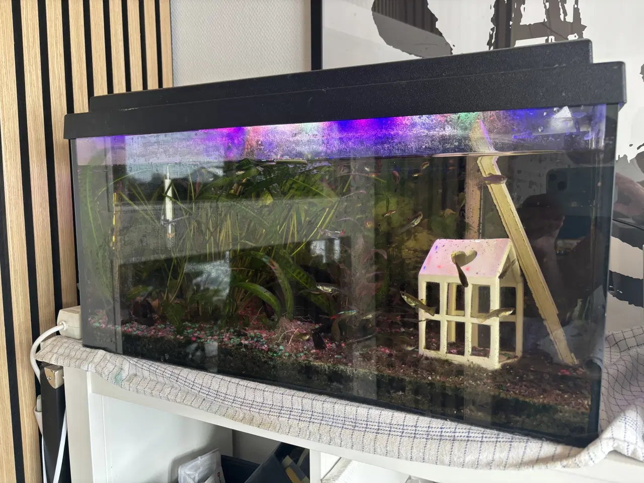 Billede 1 - Begynder-akvarium med fisk og grej