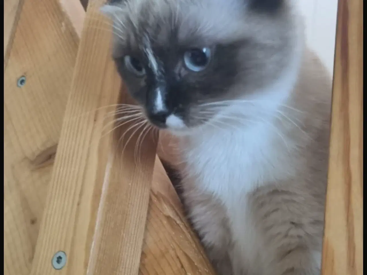 Billede 2 - Hellig birma/ragdoll