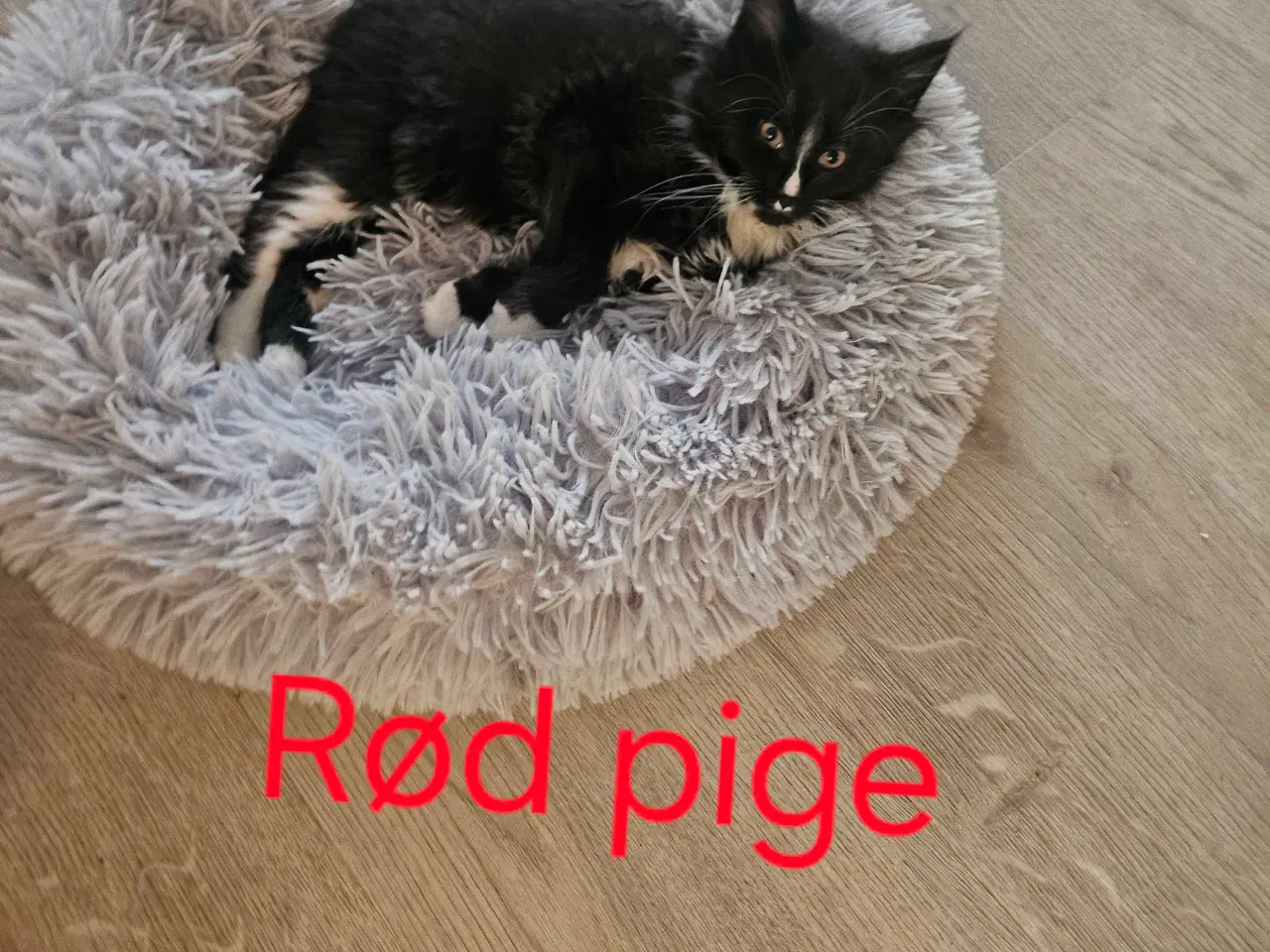 Billede 8 - Maine coon/ Sibirisk killinger