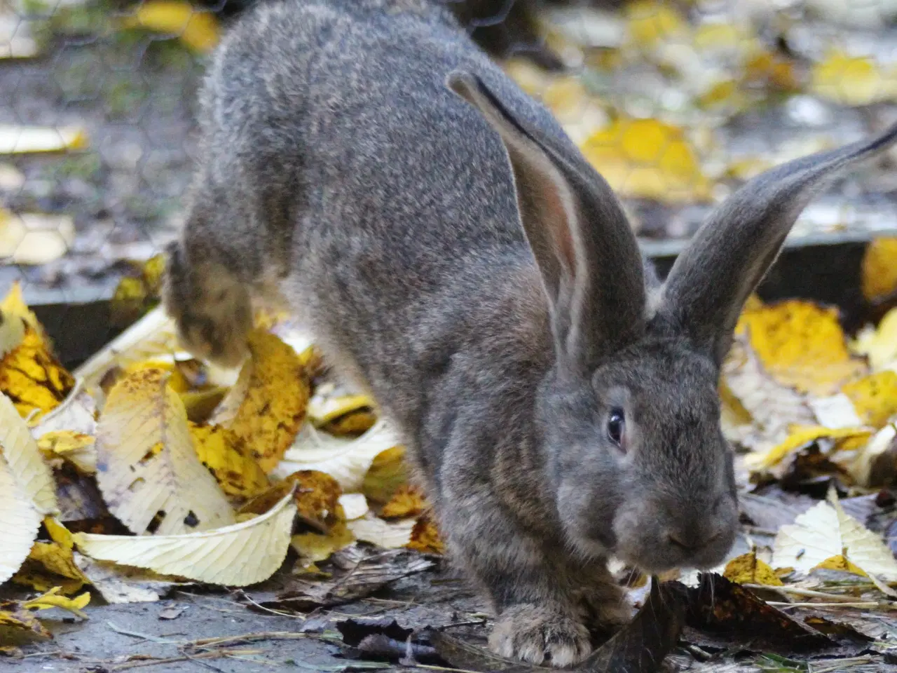 Billede 2 - Belgisk kæmpe kaninunger af ren race