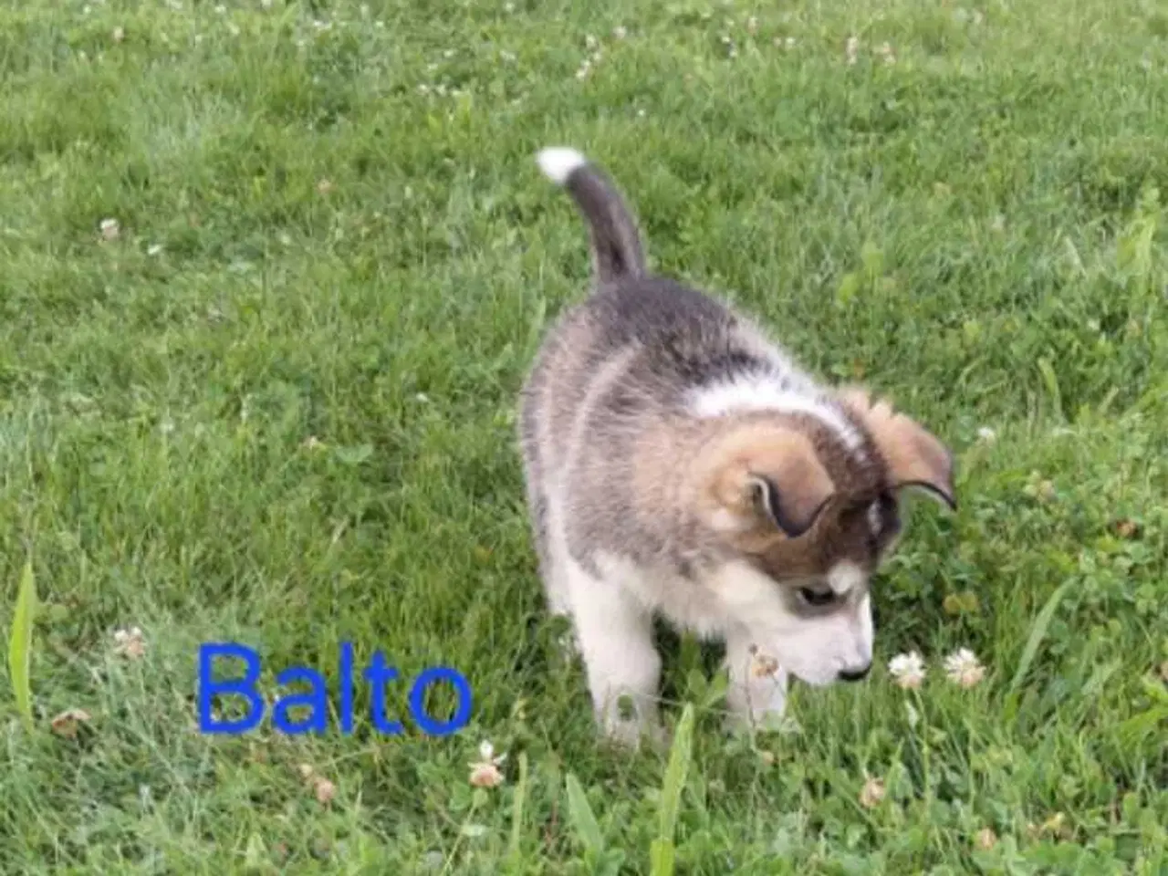 Billede 3 - Alaskan malamute hvalpe 