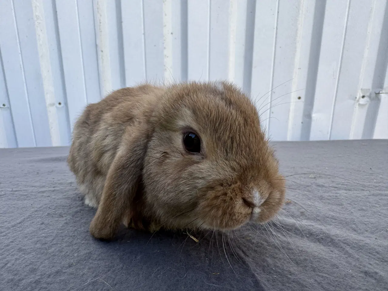 Billede 3 - Dværgvædder hankanin