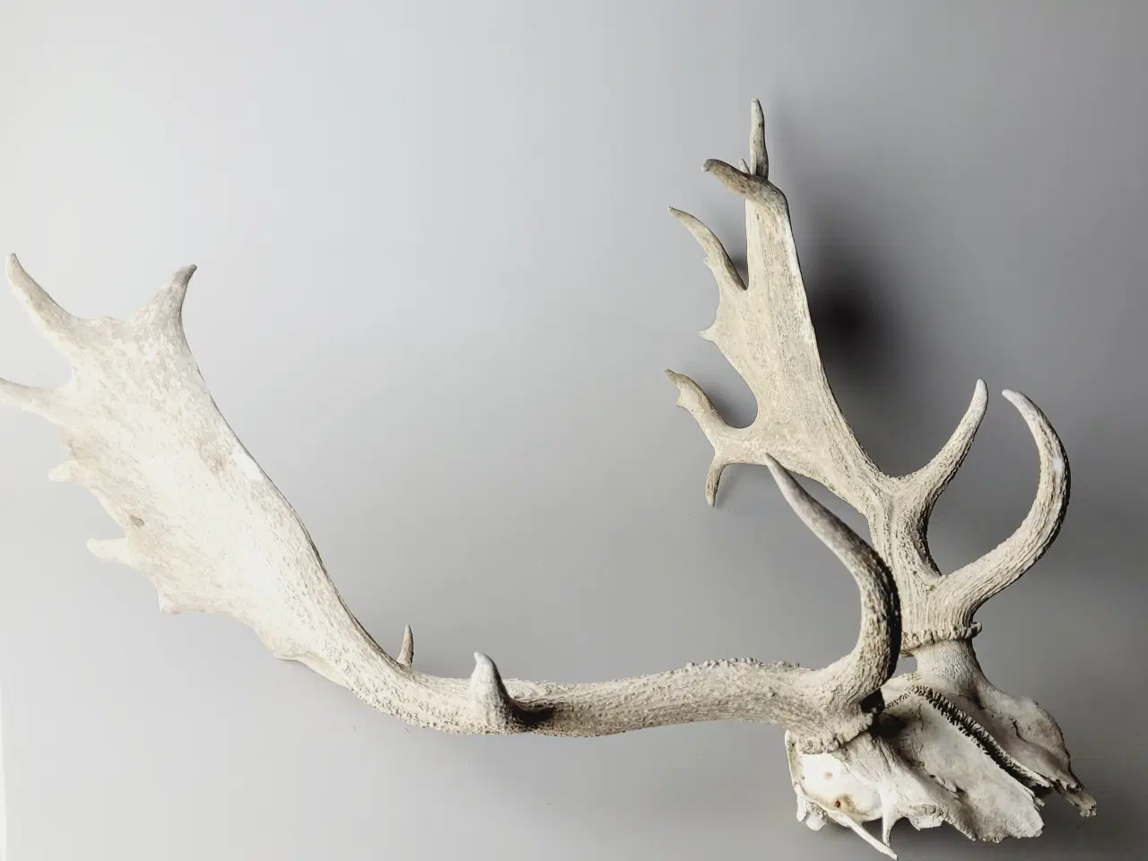 Billede 2 - Stort Dåhjort Trofæ med Fuldskuffel Gevir 