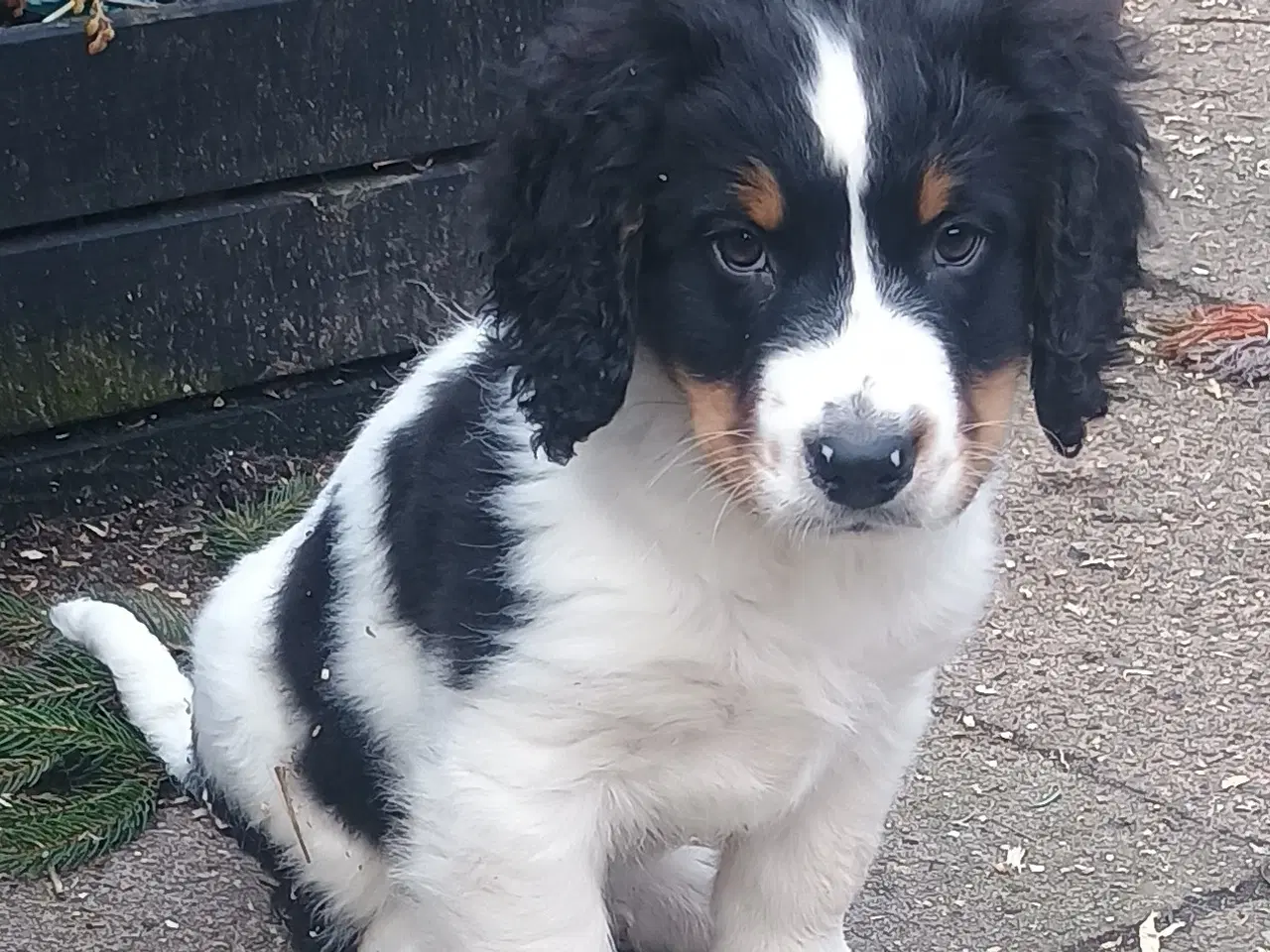 Billede 1 - Cocker Spaniel/Berner Sennen Is.Fårehund