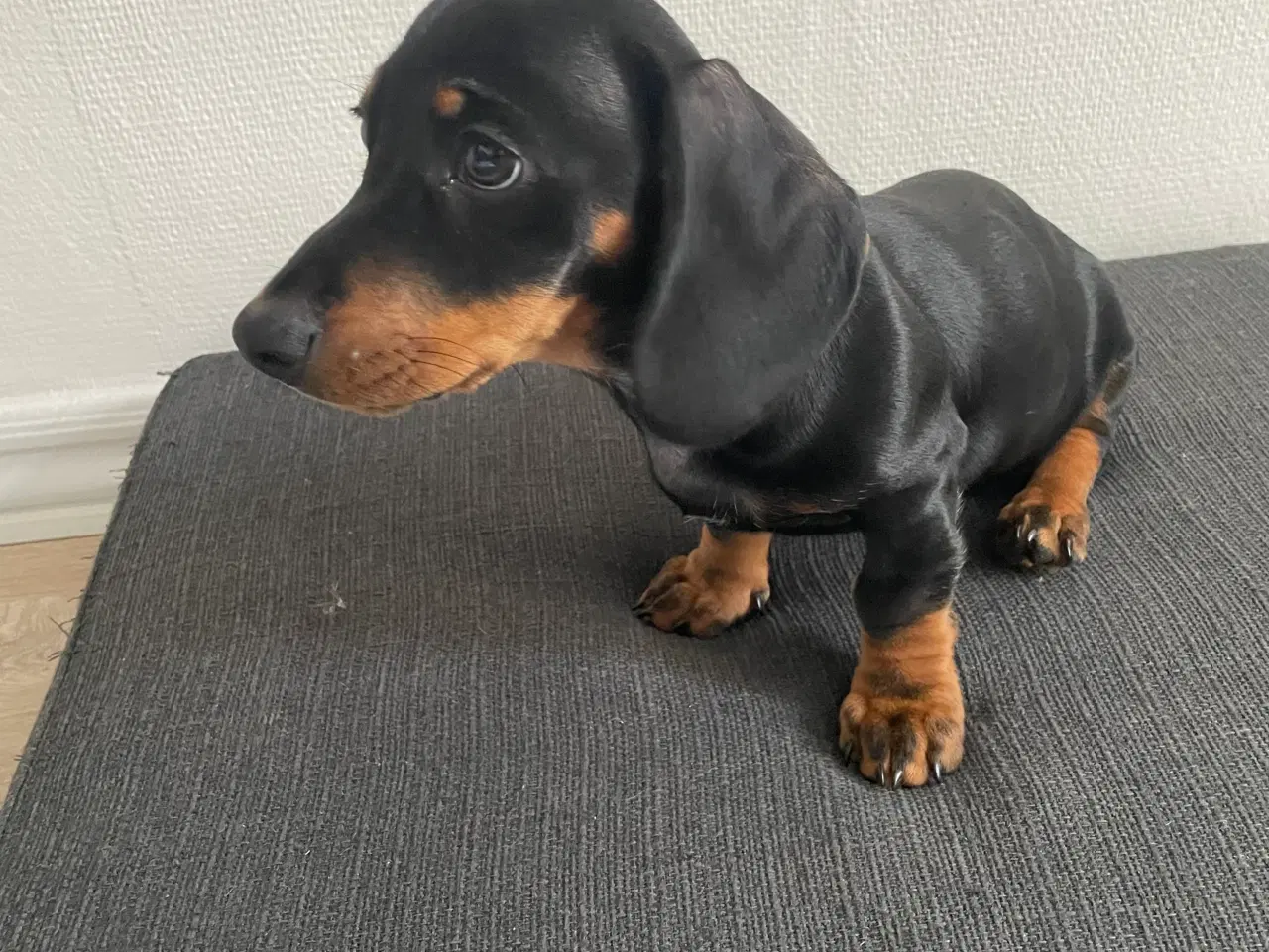 Billede 4 - Gravhund/ Dachshund Hvælpe