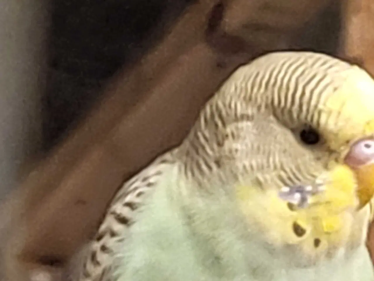 Billede 4 - Australsk undulater 