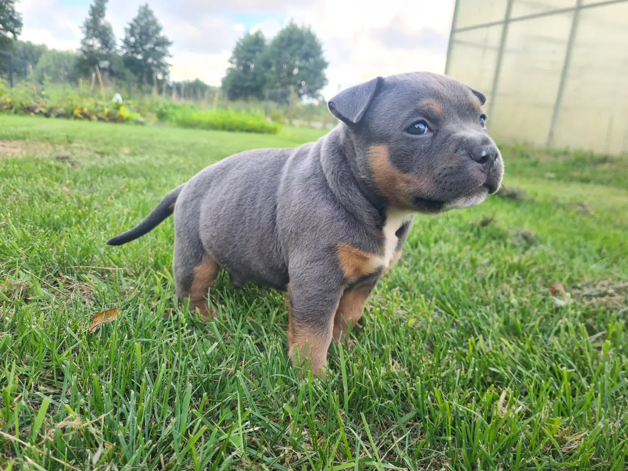 Billede 5 - American Bully Pocket Abkc Dreng 