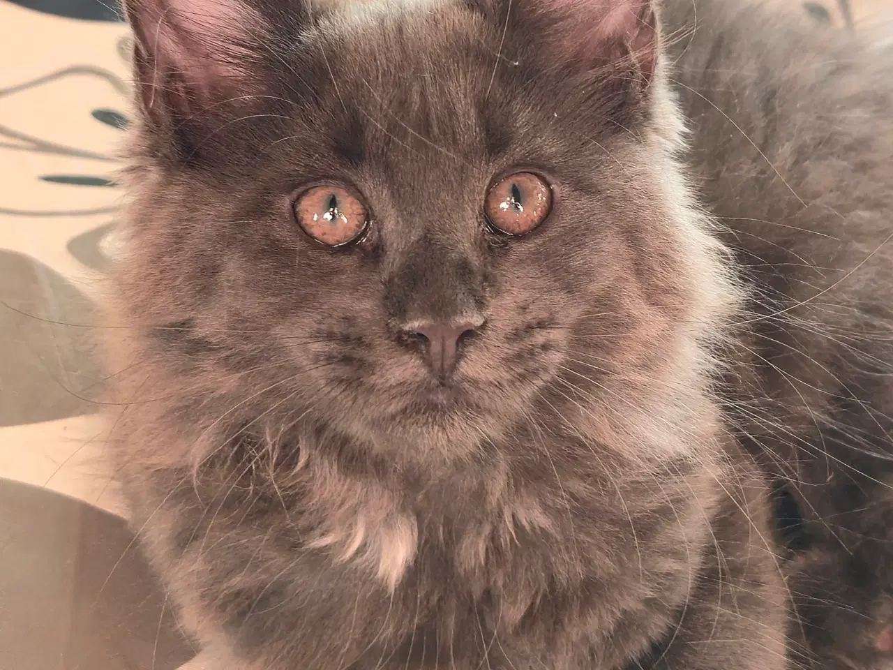 Billede 3 - Sød, stor pige.