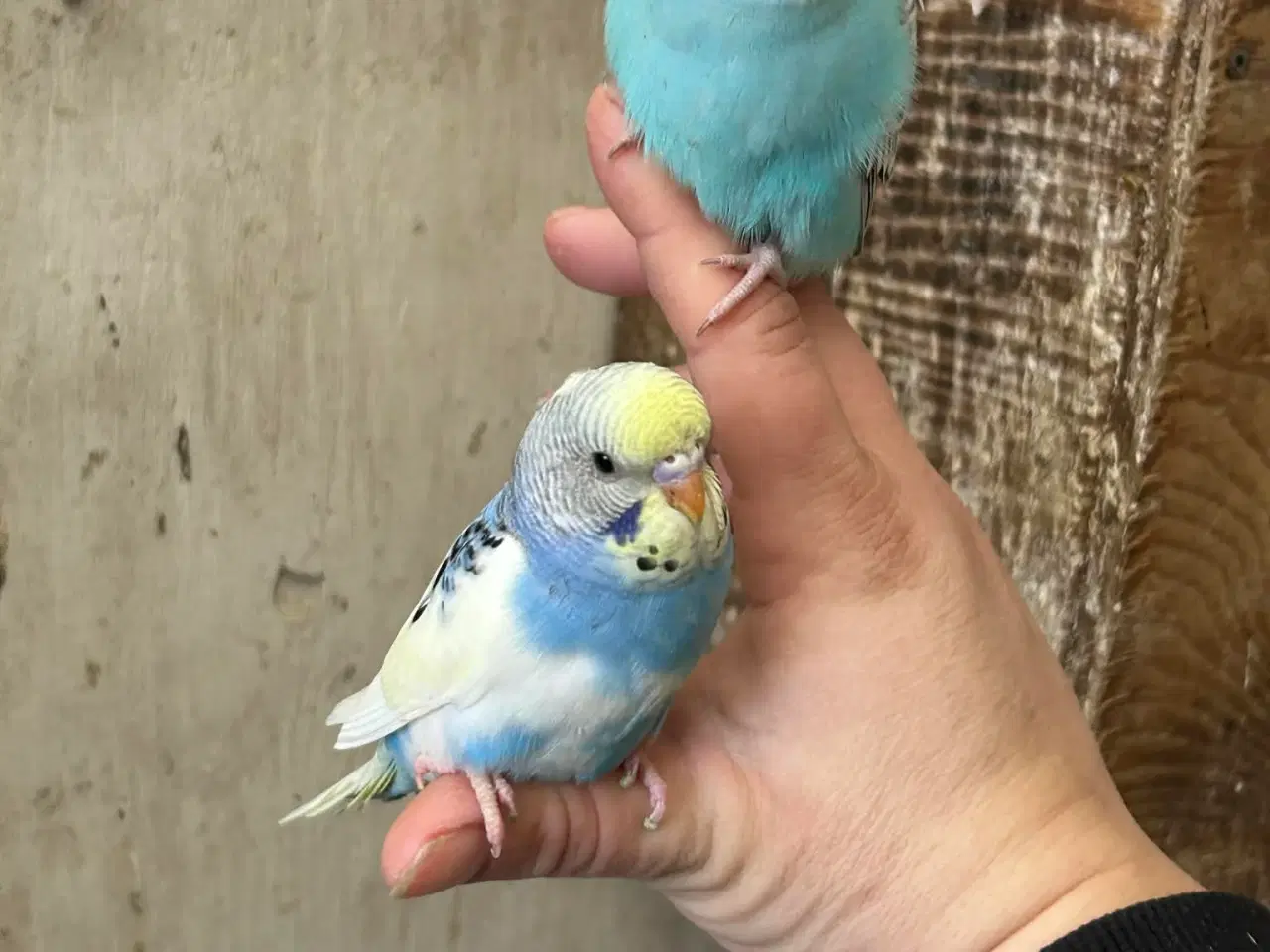 Billede 7 - Nye unger Klar 5. Maj