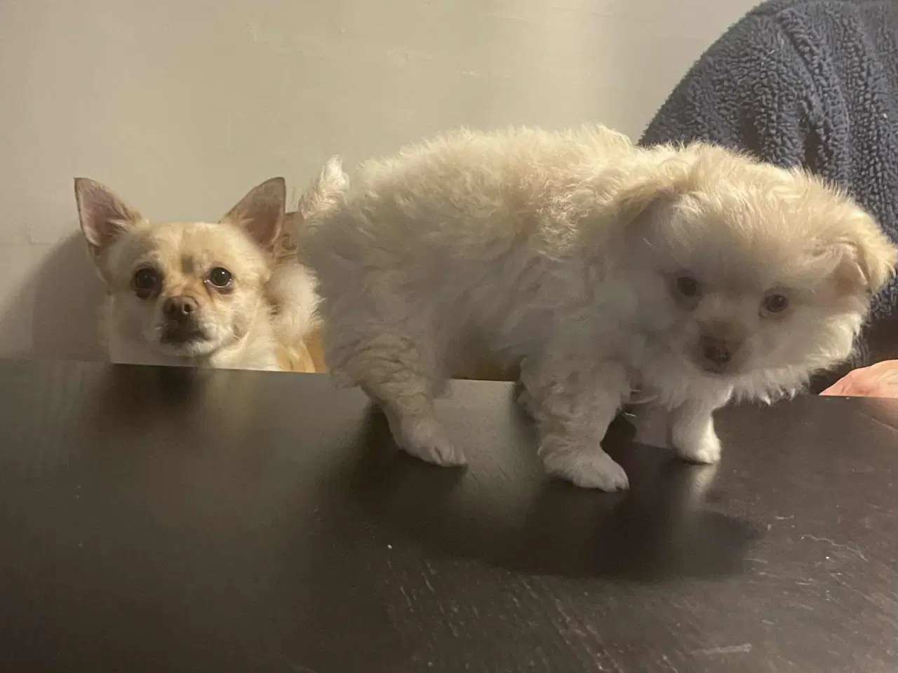 Billede 6 - Chihuahua hvalpe