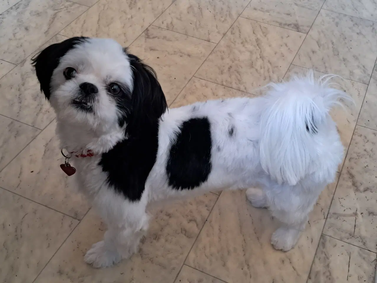 Billede 2 - Han søges til parring søges