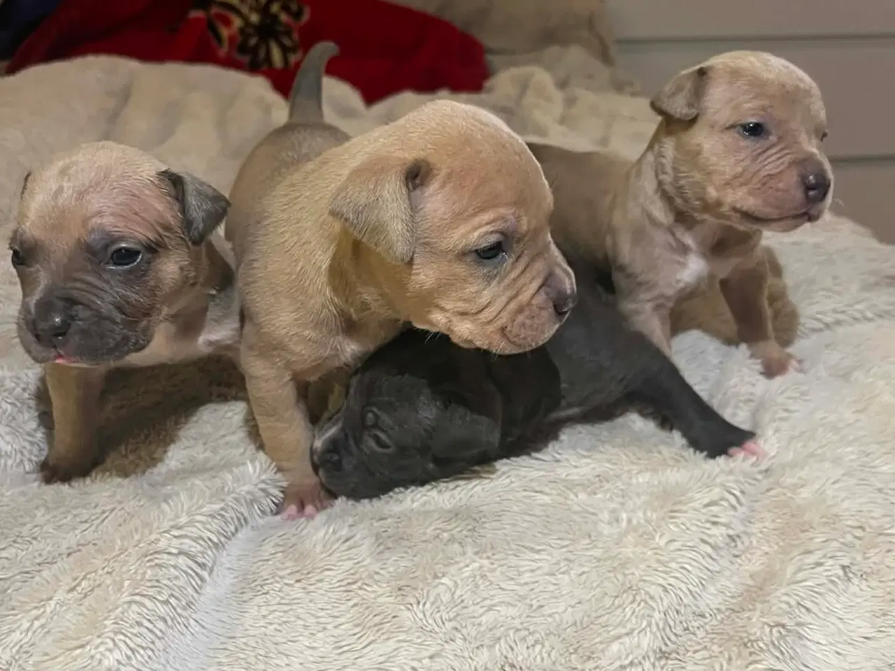 Billede 6 - American bully 🐶 