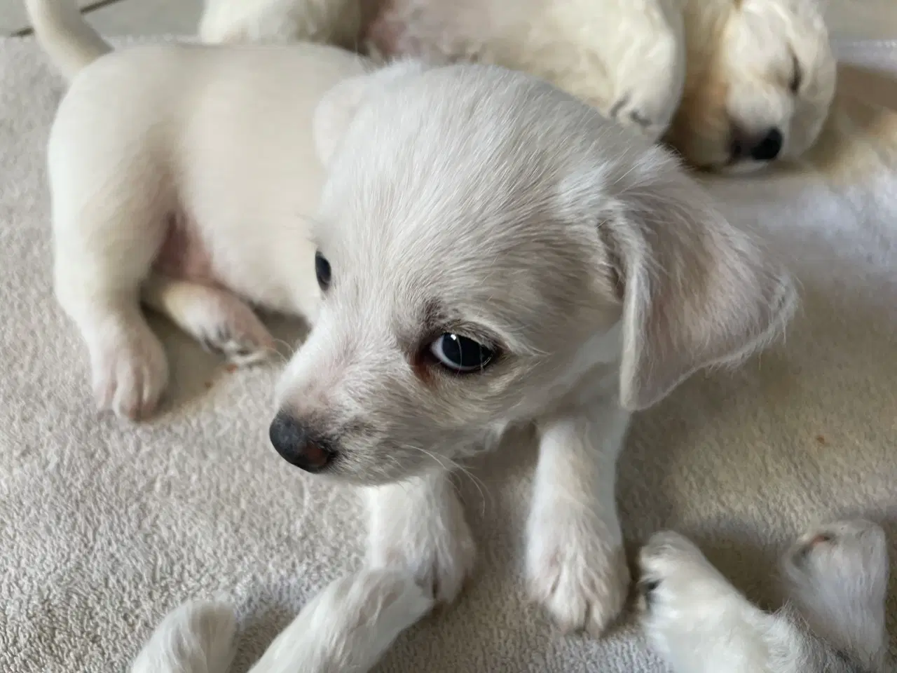 Billede 11 - Bichon frise/chihuahua/malteser hvalpe