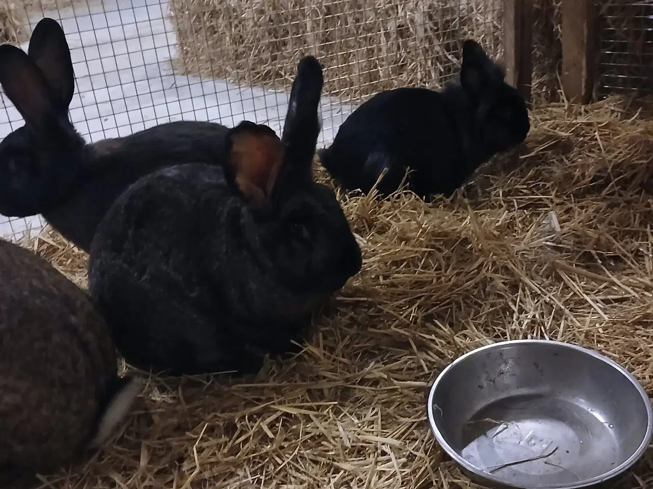 Billede 5 - 4 kanin søger nyt hjem 