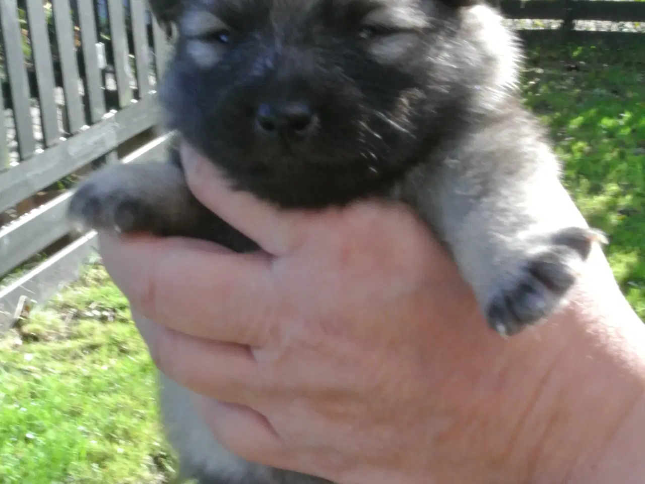 Billede 4 - Keeshond hvalpe