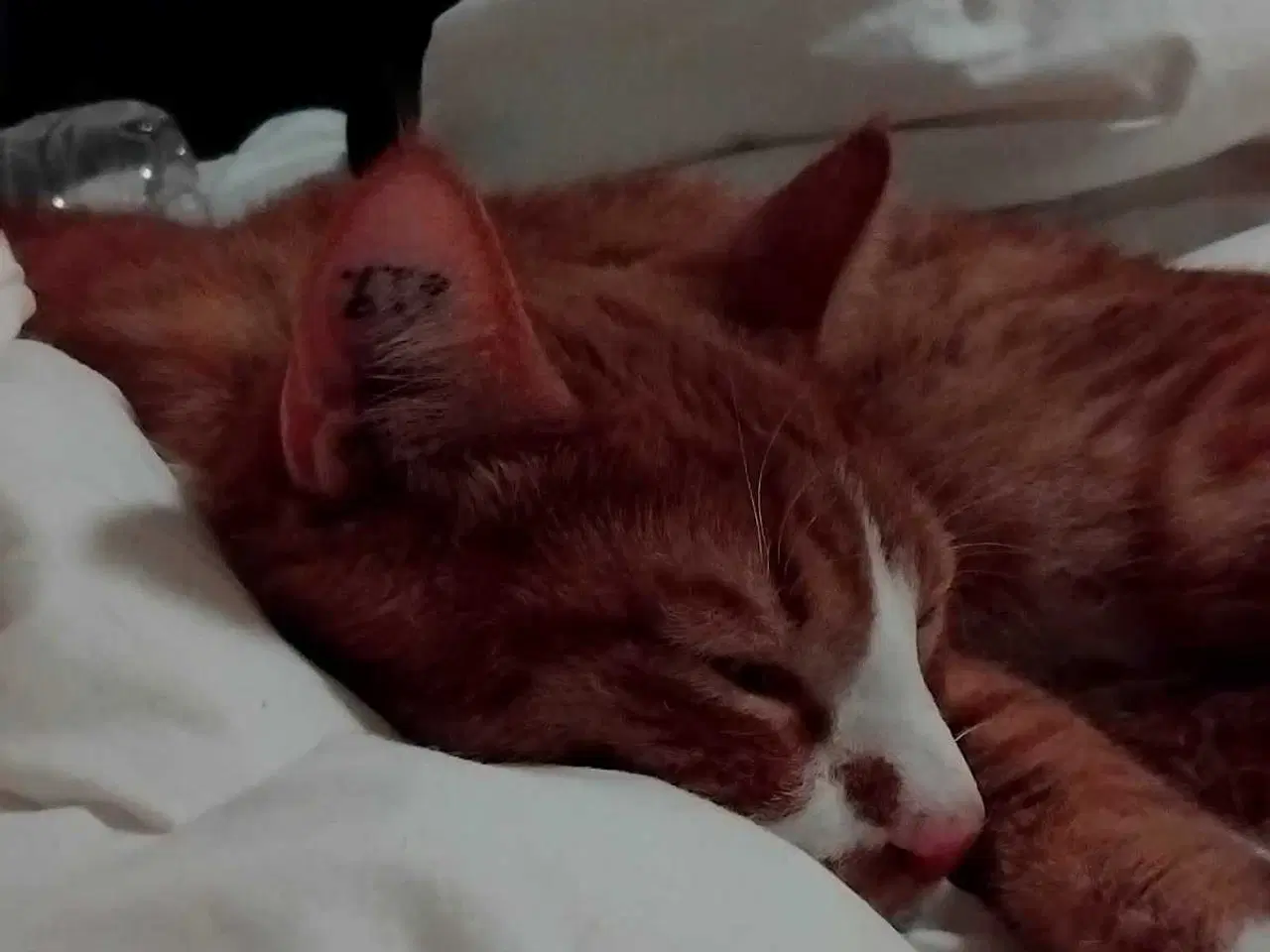 Billede 3 - Kastreret hankat