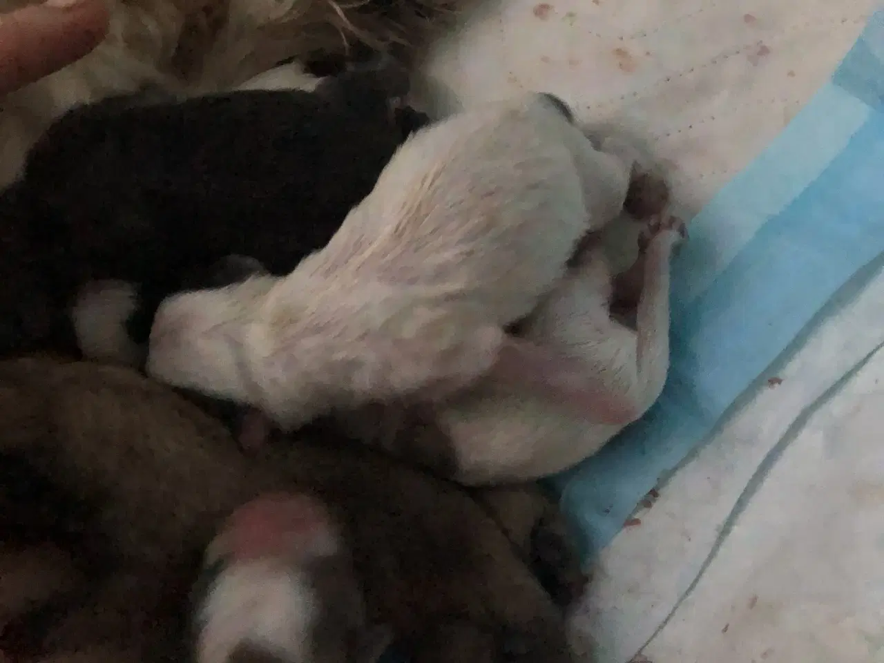 Billede 4 - Shih Tzu/ Chihuahua blanding