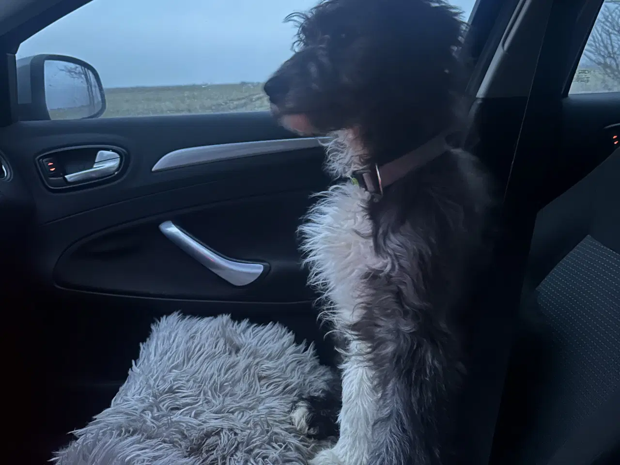 Billede 1 - Omplacerings hund 🐕