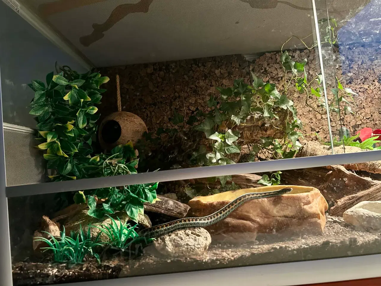 Billede 8 - Smuk strømpebåndssnog incl terrarie