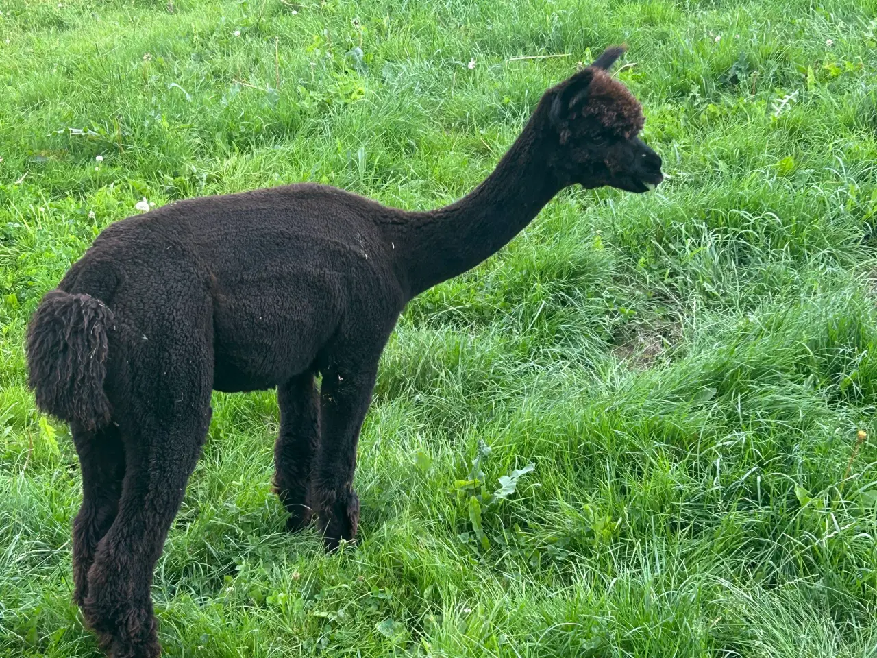 Billede 3 - Alpacahopper