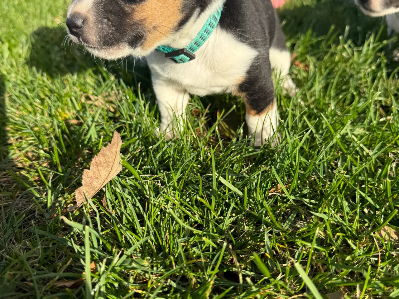 Billede 6 - Hvalpe blanding dansk Svend/jack Russel 