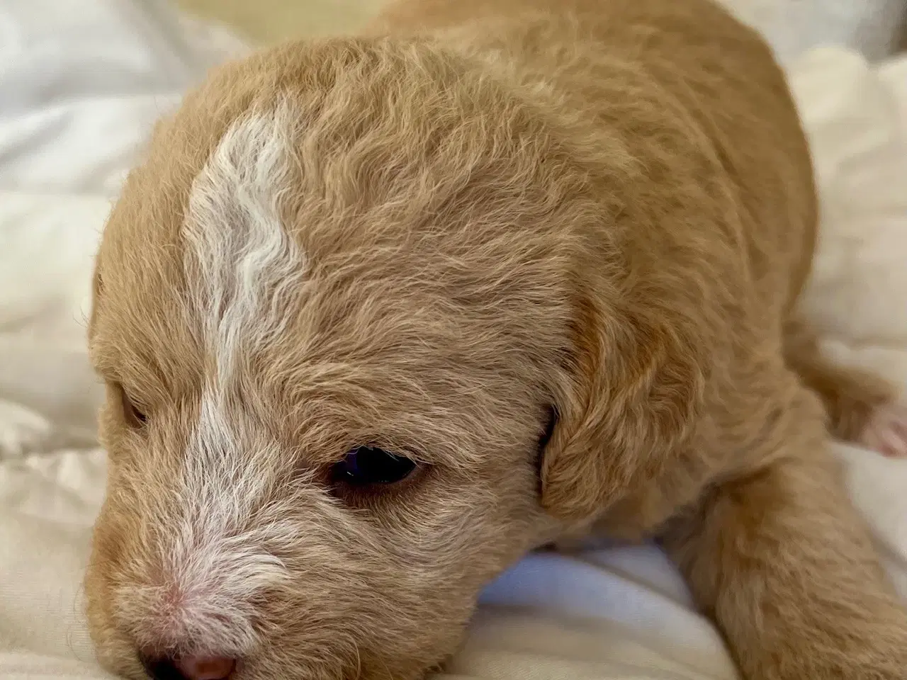 Billede 4 - Super skønne sociale Lagotto blandinger