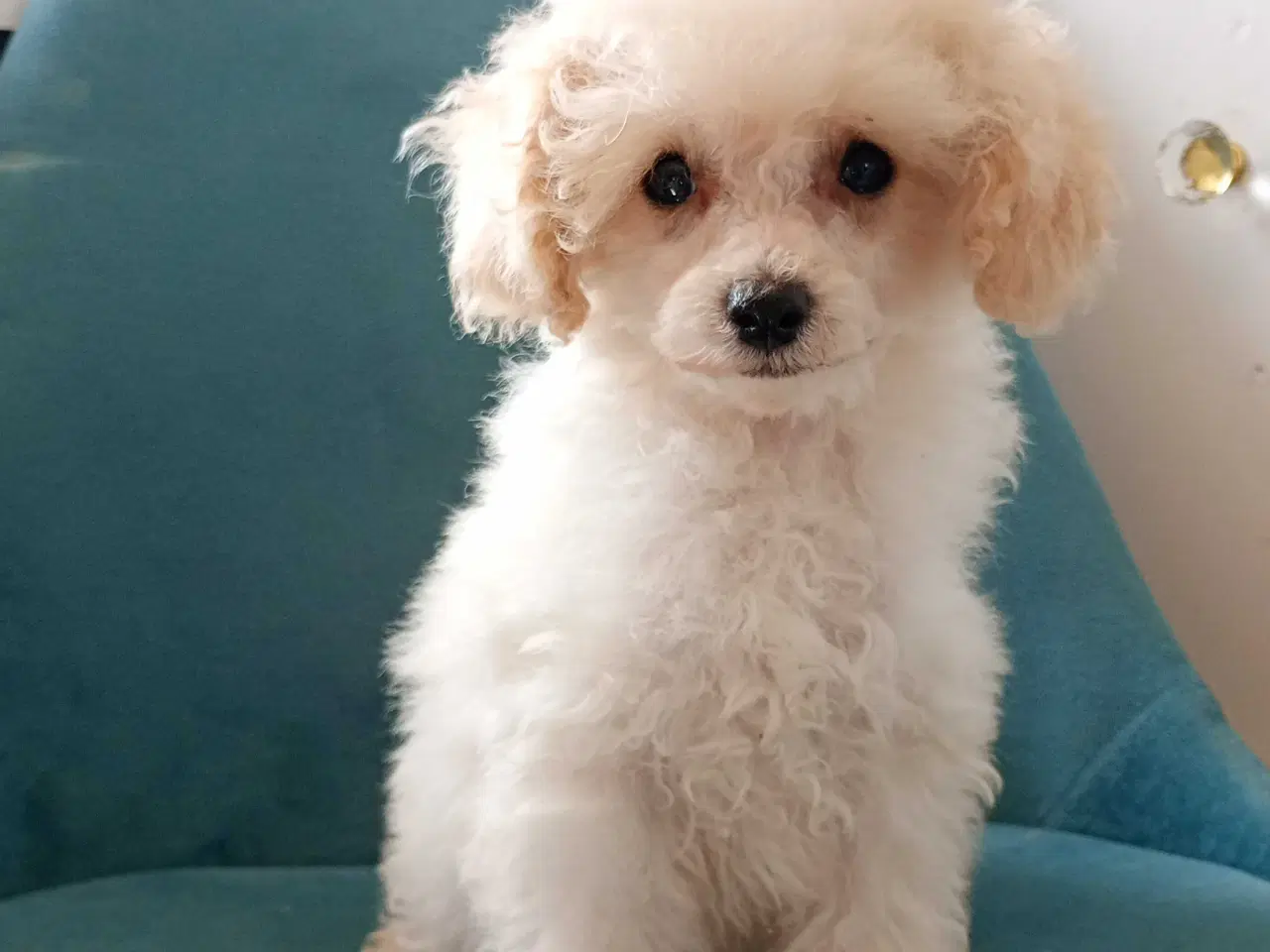 Billede 2 - Mini cavapoo 