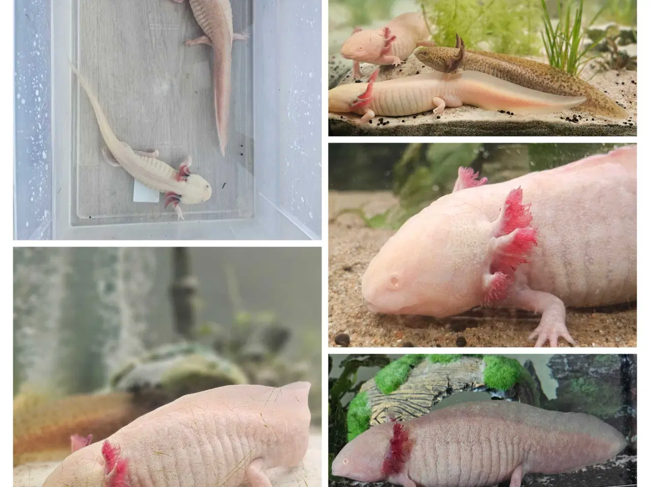 Billede 12 - Golden Mosaik axolotl 