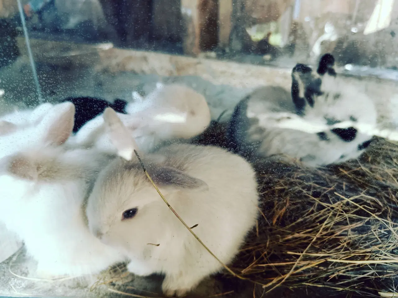 Billede 5 - Kanin unger 