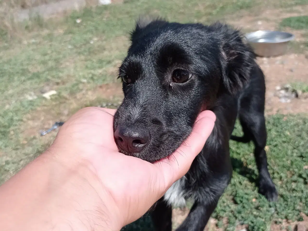 Billede 11 - Astrid -  hvalp med appetit på livet