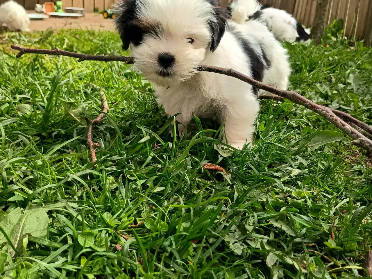 Billede 1 - Klar nu, lhasa apso 