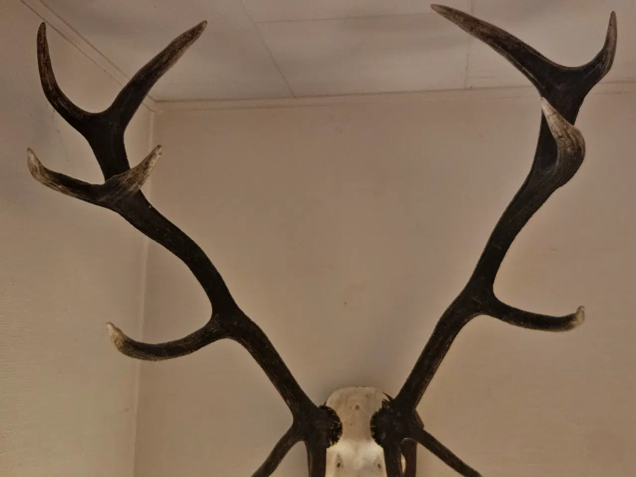 Billede 2 - Kron hjorte gevir . BYD