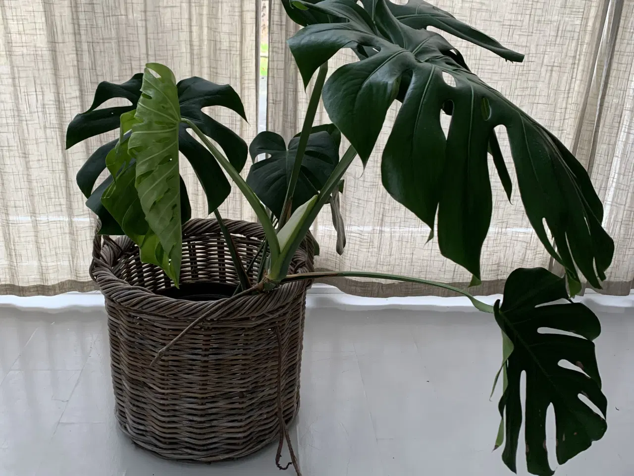 Billede 1 - Kurv i kraftig flet inklusiv monstera plante