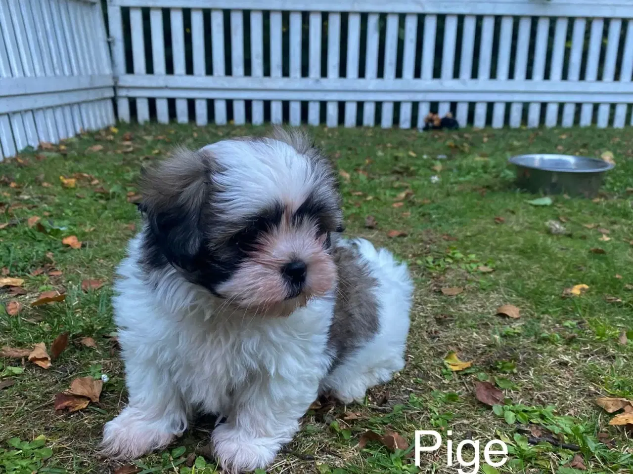 Billede 2 - Shih Tzu Hvalp