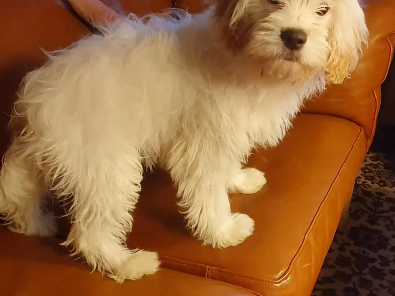 Billede 3 - Hjælp Tove med et nyt hjem