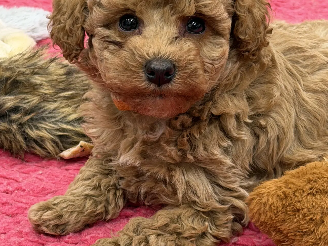 Billede 10 - 🐶✨ 1 skønne Havapoo piger søger deres for-altid-h